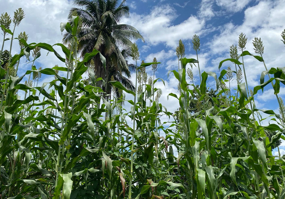 Sorghum that were planted last May 28 in the Learning Farm of Puclawan Clan in Barangay Balintad, Baungon