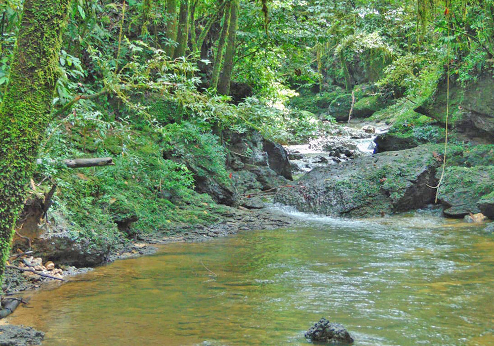 A tributary of the Borin River in the "Hutan Adat" of the Marga Baho. (Edison Wafom)