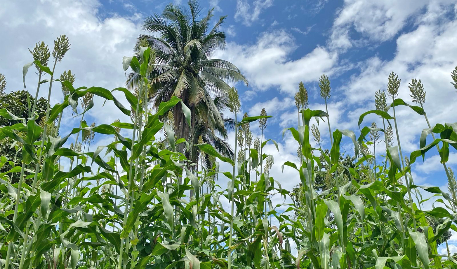 Sorghum that were planted last May 28 in the Learning Farm of Puclawan Clan in Barangay Balintad, Baungon.