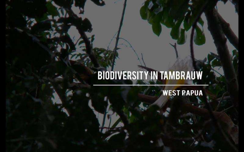 Embedded thumbnail for Biodiversity in Tambrauw, West Papua